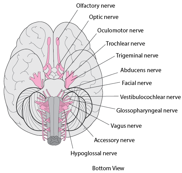 Viewing the Cranial Nerves