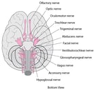 Overview of the Cranial Nerves