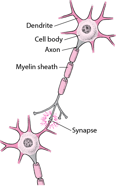 Typical Structure of a Nerve Cell