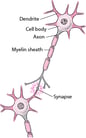 Overview of the Nervous System