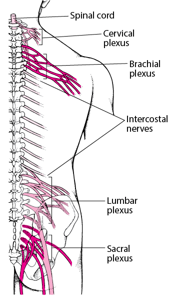 Nerve Junction Boxes: The Plexuses