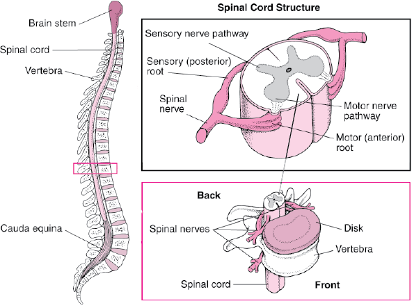 How the Spine Is Organized
