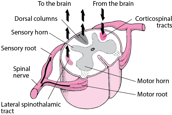 Parts of a spinal cord