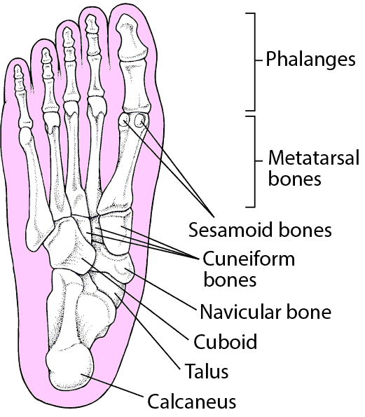 Bone navicular Tarsal Navicular