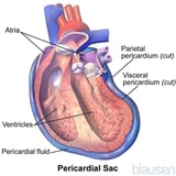 What is the pericardium? 