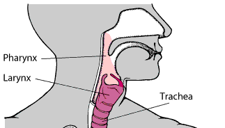 Locating the Larynx