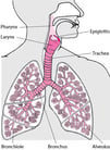 Overview of the Lungs
