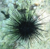 Sea Urchin Stings