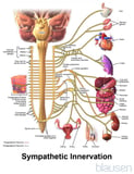 Anatomy of the autonomic nervous system