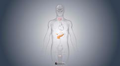 Sistema endocrino maschile