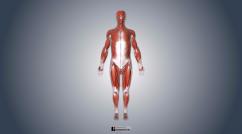 Sistema muscular