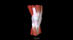 Sistema muscoloscheletrico del ginocchio