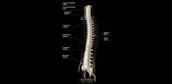 Spinal Column and Spinal Cord