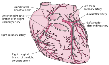 Arteries of the heart