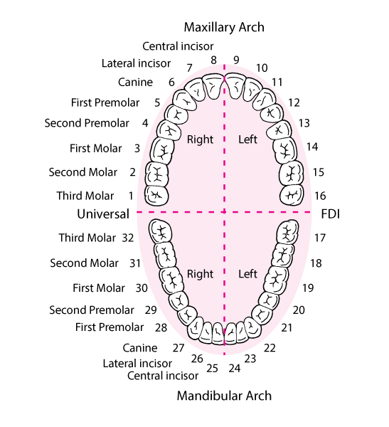 Identifying the teeth