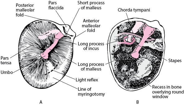 Tympanic membrane of right ear (A); tympanic cavity with tympanic membrane removed (B)