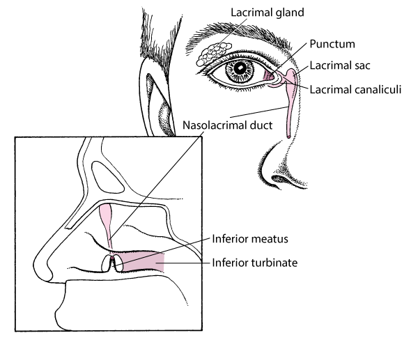 Anatomy of the lacrimal system