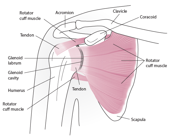 Shoulder anatomy (anterior view)
