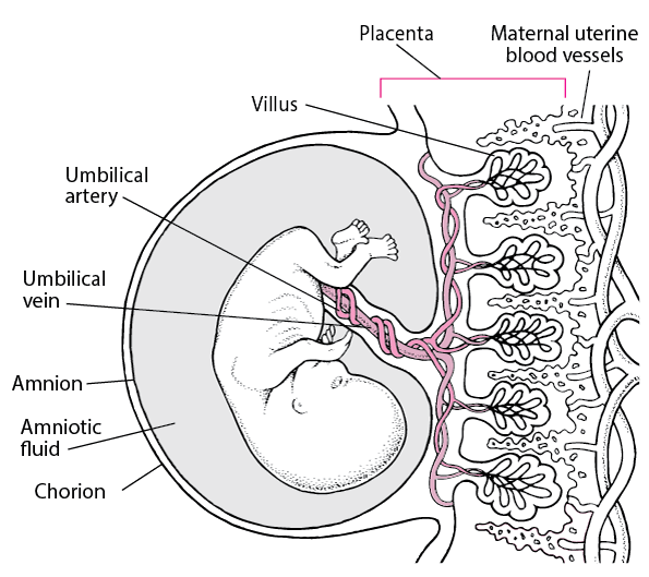 Placenta and embryo at about 11 4/7 weeks gestation