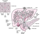 Overview of Biliary Function