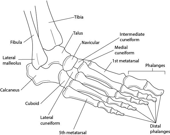 Bones of the ankle and foot