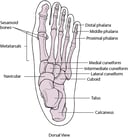 Overview of Foot and Ankle Disorders