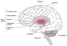 Overview of Movement and Cerebellar Disorders