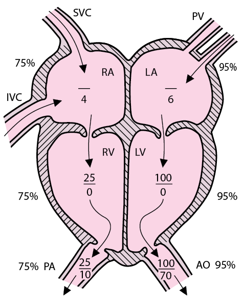 Normal circulation with representative right and left cardiac pressures (in mm Hg)