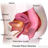 Overview of Pelvic Organ Prolapse (POP)