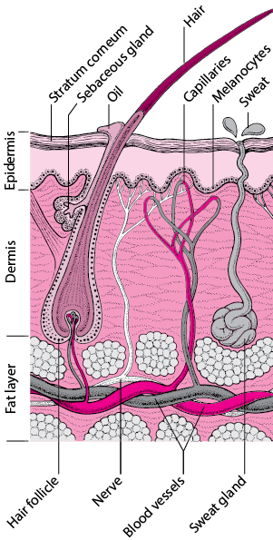 Cross-section of the skin and skin structures