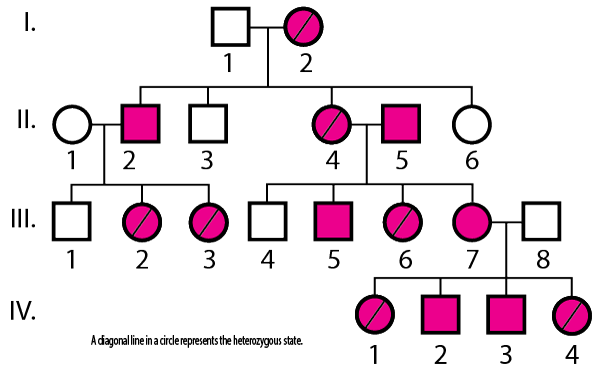 X-linked dominant inheritance