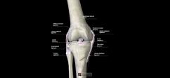 Фиброзные соединительные ткани здорового колена