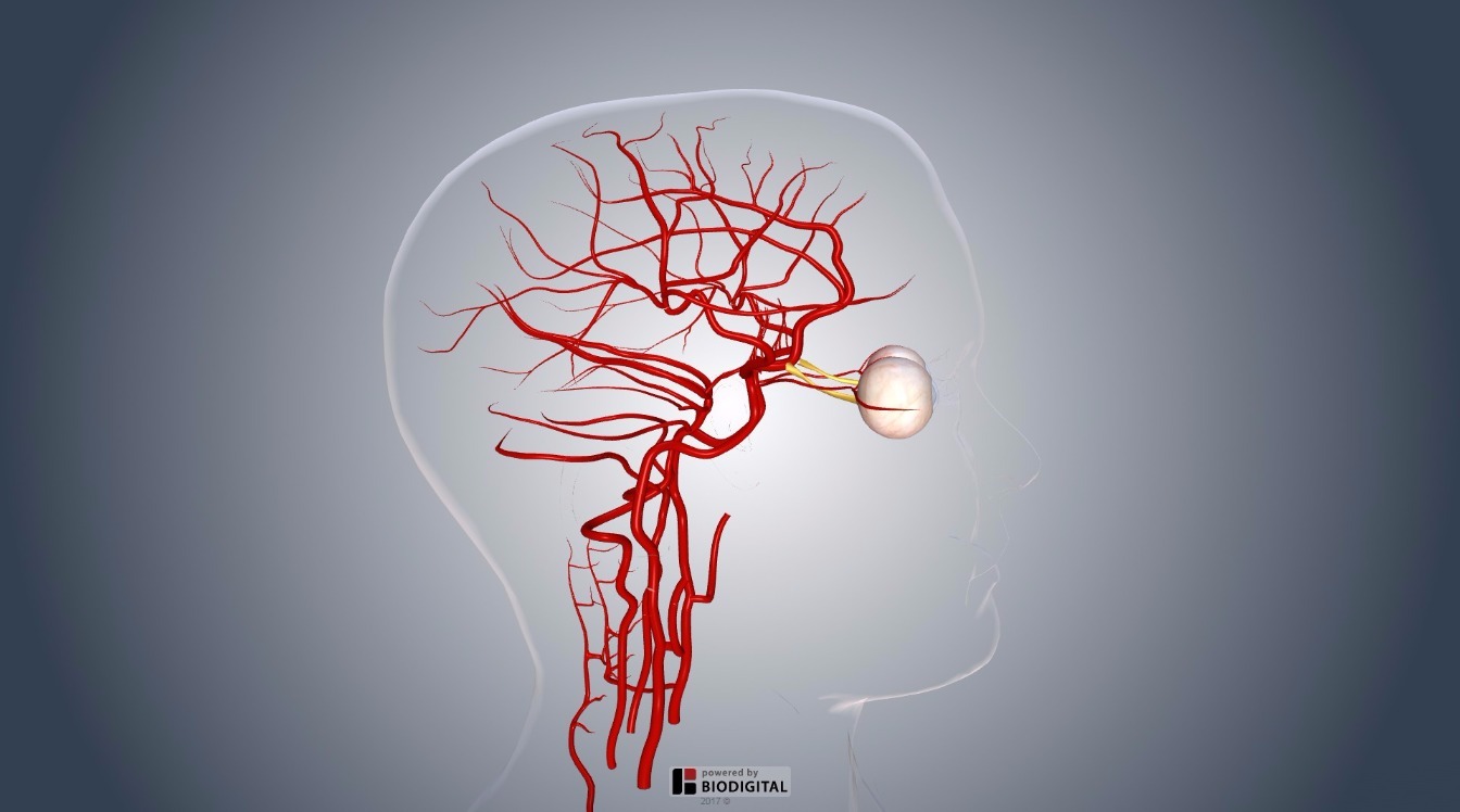 Видео сосудов головного мозга. Кровеносные сосуды мозга. 3d модель сосудов головного мозга. Мозг и нервная система человека.