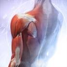 Introdução às doenças dos músculos, bursas e tendões