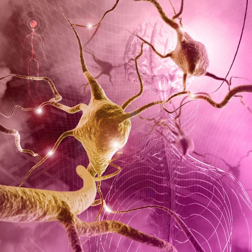 Cerveau et système nerveux