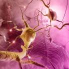 Amyotrophe Lateralsklerose (ALS) und andere Motoneuronenerkrankungen (MNDs)