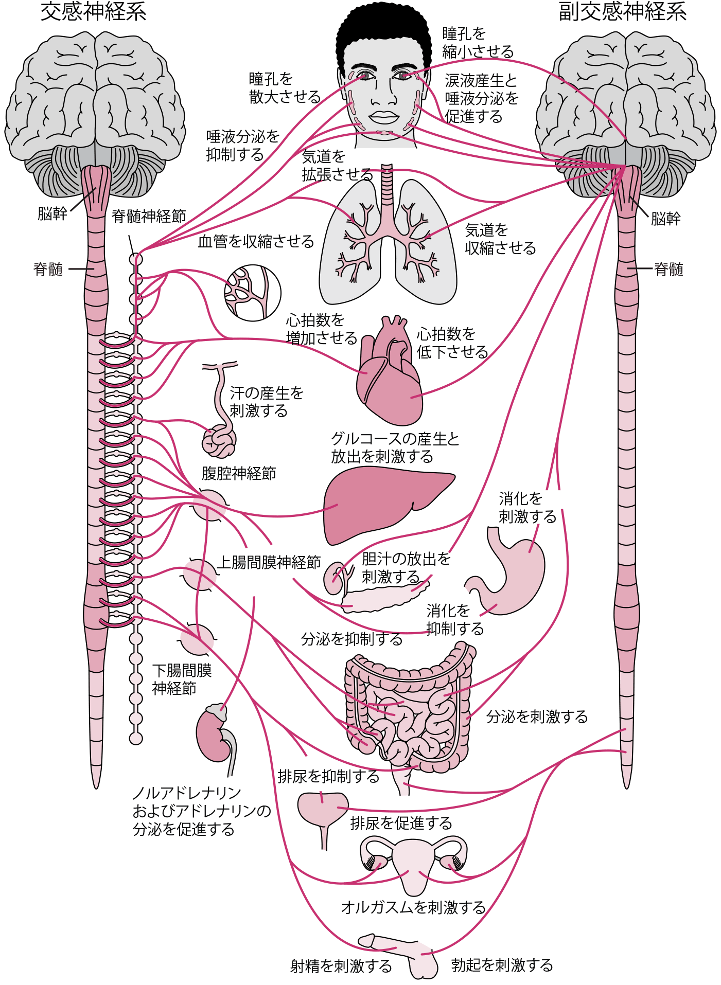 自律神経系の概要 - 07. 神経疾患 - MSDマニュアル プロフェッショナル版