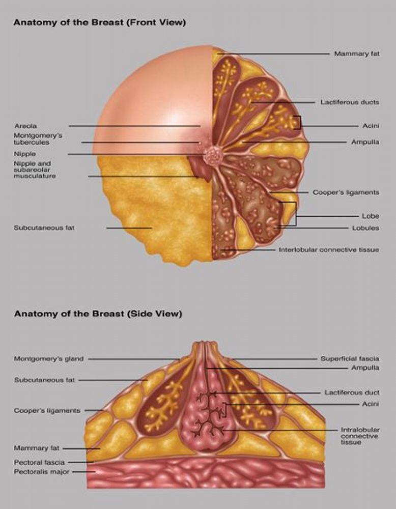 Giải phẫu của vú (nhìn từ phía trước và phía bên)