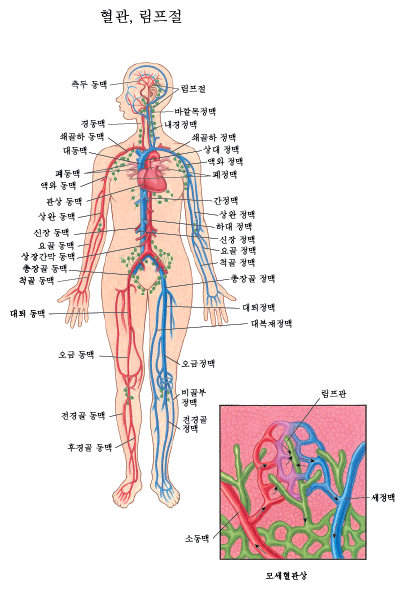 혈관 및 림프절