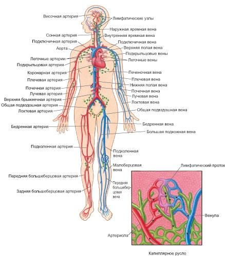 Кровеносные сосуды и лимфатические узлы