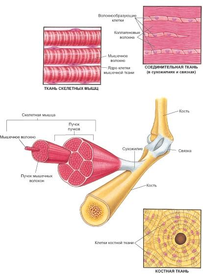 Мышцы и другие ткани костно-мышечной системы