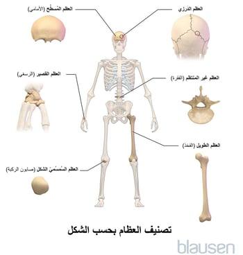 تصنيفُ العظام بحسب الشكل