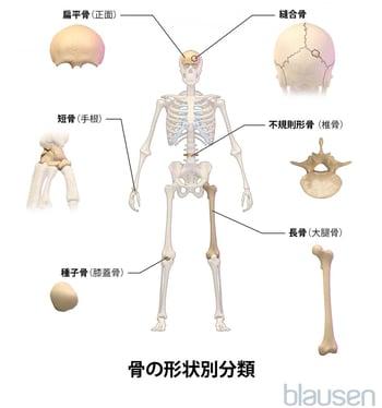 形状による骨の分類