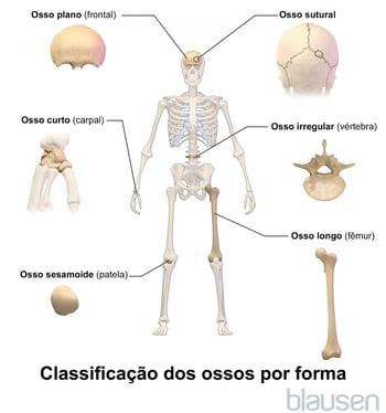 Classificação dos ossos por forma