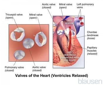 Valves of the Heart (Ventricles Relaxed)