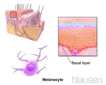 الخلية الميلانينية Melanocyte