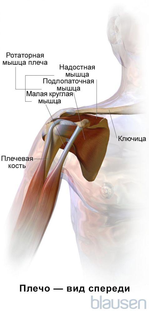 Плечо (фронтальная проекция)
