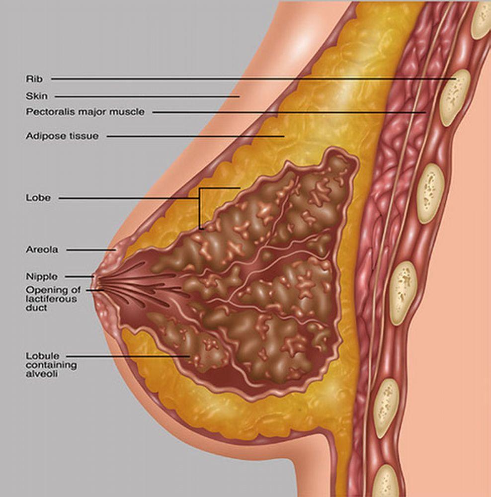 Anatomia da mama (incidência lateral)