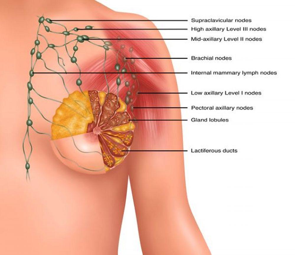 Lymphknoten der Brust